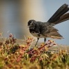 Pavik cernobily - Rhipidura leucophrys - Willie-wagtail 8734